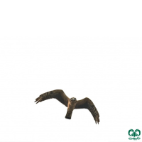 گونه سنقر سفید Pallid Harrier